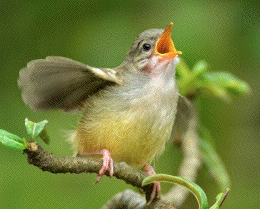 bird comunication 