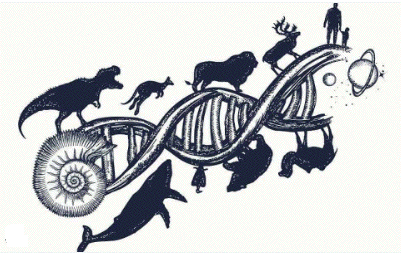The road of
                                                biological evolution