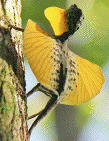 Flying
lizard