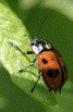 Plant-Insect